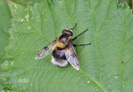 Volucella bombylans var. plumata, hoverfly, Alan Prowse